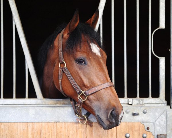 horse Dreaming Eyes xx (Thoroughbred, 2017, from Frankel xx)