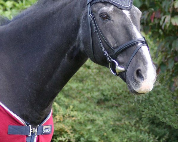 dressage horse Domingo 245 (Hanoverian, 1985, from Don Fernando)