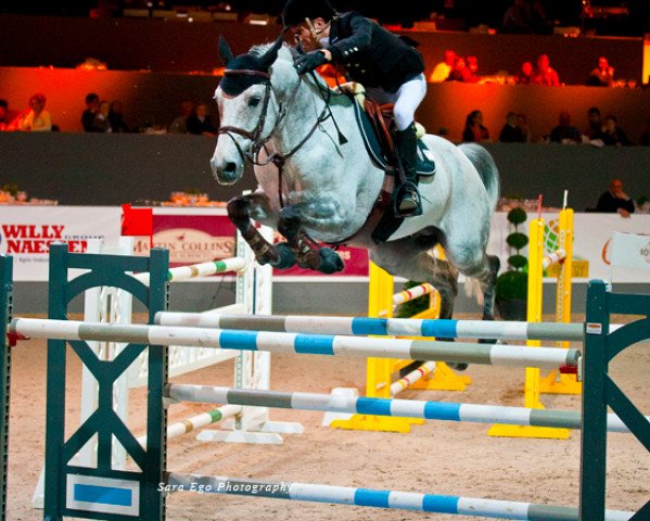 stallion Deister (Belgian Warmblood, 2003, from Quidam de Revel) stallion Deister (Belgian Warmblood, 2003, from Quidam de Revel)