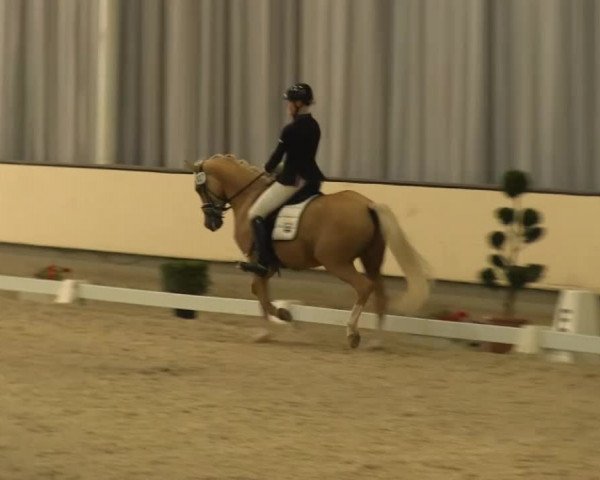 Reitturnier Münster-Handorf 2014