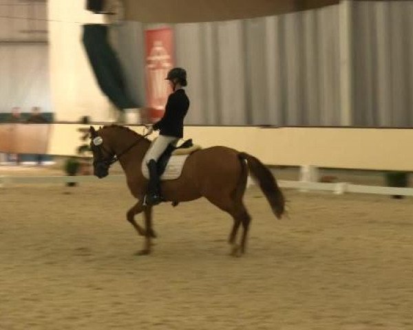 Reitturnier Münster-Handorf 2014