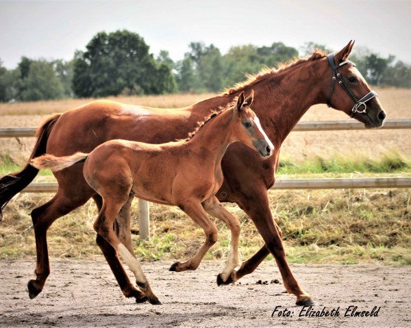 horse Broadway af Elestorp (Mecklenburg, 2020, from Belami 247 FIN)