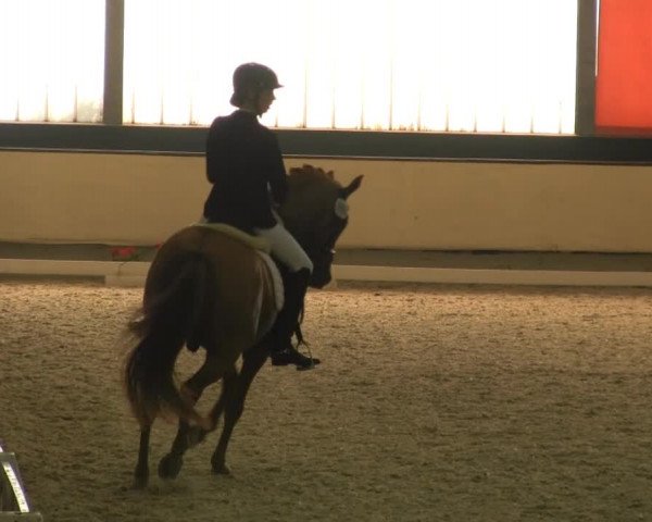 Reitturnier Münster-Handorf 2014