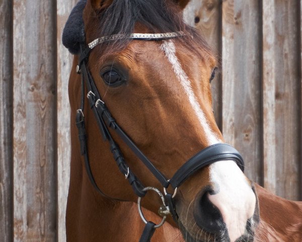 jumper Fleurencia B (Hanoverian, 2006, from Florencio I)