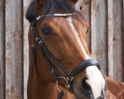 jumper Fleurencia B (Hanoverian, 2006, from Florencio I)