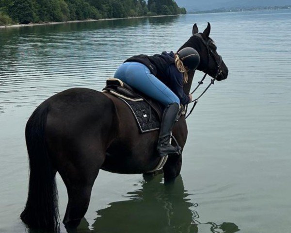 Springpferd Kalamis 3 (Deutsches Sportpferd, 2017, von Kaiserstolz 5)