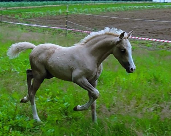 horse Merci F (German Riding Pony, 2020, from FS Mr. Right)