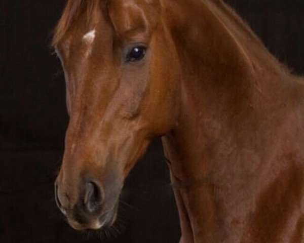 Dressurpferd RS Tabaluga (Deutsches Sportpferd, 2003, von Rubin Royal OLD) Dressurpferd RS Tabaluga (Deutsches Sportpferd, 2003, von Rubin Royal OLD)