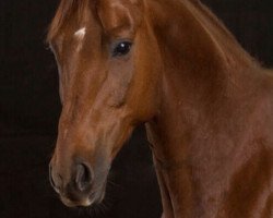 dressage horse RS Tabaluga (German Sport Horse, 2003, from Rubin Royal OLD)