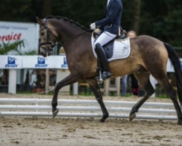 dressage horse Dante San (German Riding Pony, 2016, from Dance For Me) dressage horse Dante San (German Riding Pony, 2016, from Dance For Me)