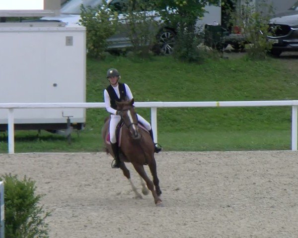 Reitturnier Bülach 2025