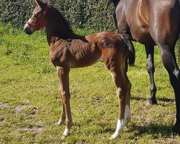 horse Parody JM (KWPN (Royal Dutch Sporthorse), 2020, from Foundation 2) horse Parody JM (KWPN (Royal Dutch Sporthorse), 2020, from Foundation 2)