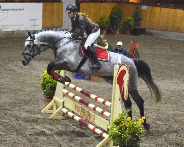 jumper Law and Order 6 (Hanoverian, 2011, from Levistan)
