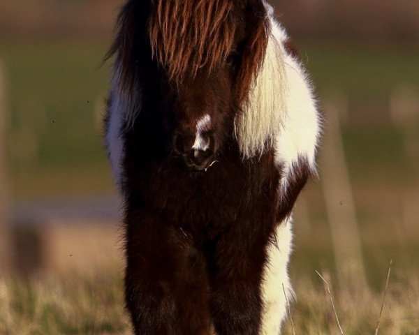 broodmare Sadya von den Alleegärten (Shetland pony (under 87 cm), 2019, from Elmhorst Irish Coffee)