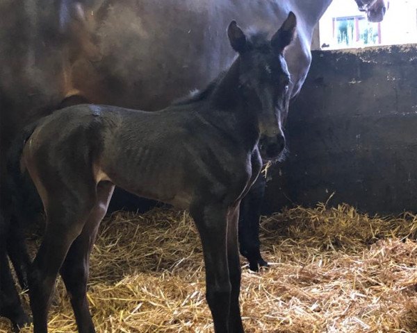 broodmare Jersey van het Raafveld (Belgian Warmblood,  , from Ugano Sitte)