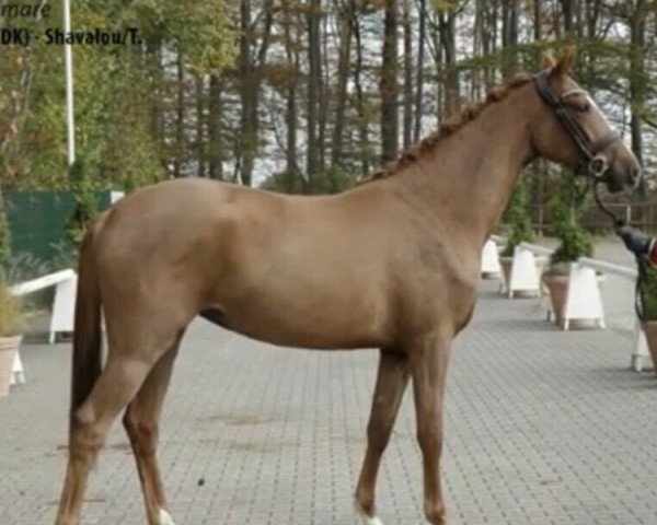 horse Stute von Baron (DK) / Shavalou/T. (Westphalian, 2018, from Blue Hors Baron)