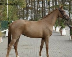Pferd Stute von Baron (DK) / Shavalou/T. (Westfale, 2018, von Blue Hors Baron)