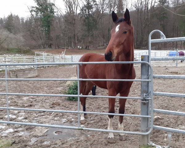horse Esmiralda (Austrian Warmblood, 2018, from Emerald van 't Ruytershof)
