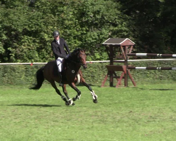 Reitturnier Herbstturnier Westeregeln 2025