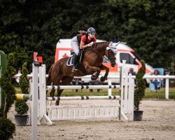 jumper Rainbow S 3 (Hanoverian, 2012, from Royal Blend)