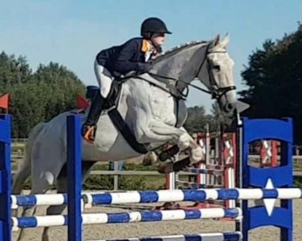 Springpferd Gento 44 (Hannoveraner, 2005, von Graf Top)