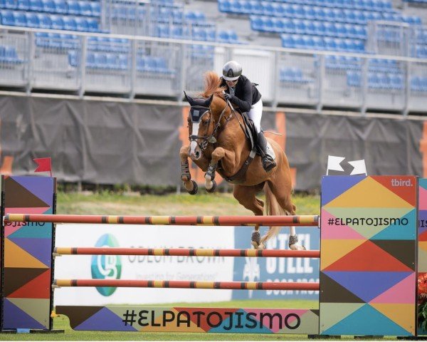 Springpferd Ellouthago Ps (Oldenburger Springpferd, 2014, von Elvis Ter Putte)