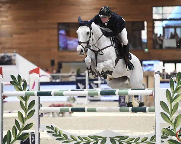 Springpferd Don Juan 111 Z (Zangersheide Reitpferd, 2011, von Der Senaat)