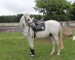 horse Shadow 458 (CIS Warmblood, 2000)