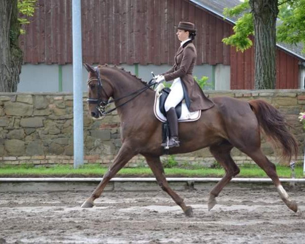 dressage horse Winston 15 (Westphalian, 2002, from World Magic) dressage horse Winston 15 (Westphalian, 2002, from World Magic)