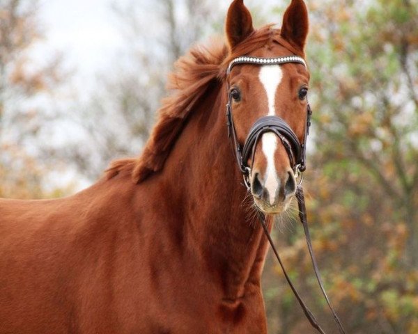 Pferd Belverde (Hannoveraner, 2016, von Borsalino) Pferd Belverde (Hannoveraner, 2016, von Borsalino)