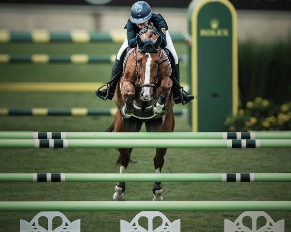 Jumper Cavallo Pb Z (Zangersheide, 2016, from Cicero Z van Paemel)