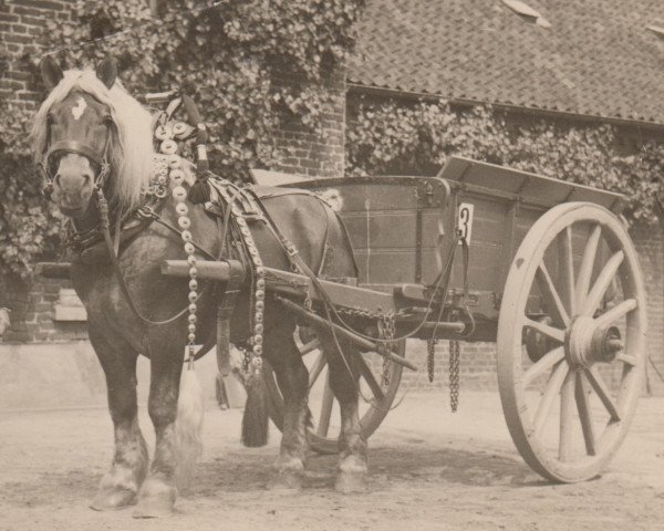 stallion Rexzorn RS 913 (Rhenish-German Cold-Blood, 1923, from Zorn Ldb Wi.)