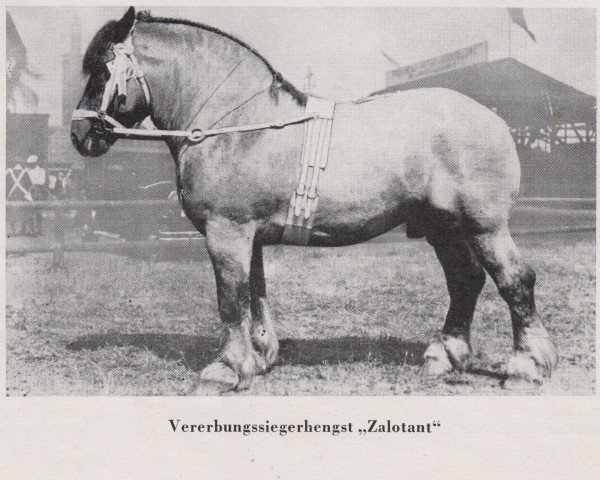 stallion Zalotant RS 966 (Rhenish-German Cold-Blood, 1929, from Tantalus von Tanneck RS 928) stallion Zalotant RS 966 (Rhenish-German Cold-Blood, 1929, from Tantalus von Tanneck RS 928)