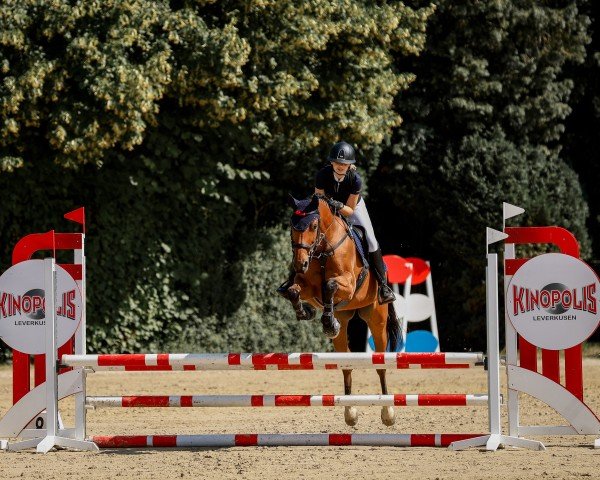 Springpferd Arielle H (Zangersheide Reitpferd, 2017, von Atomic Z)