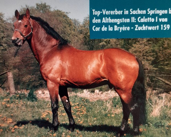 Deckhengst Caletto I (Holsteiner, 1975, von Cor de la Bryère)