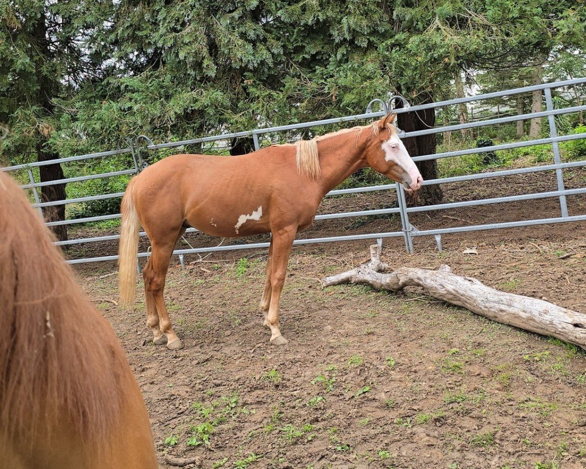 Can Sonny Dee: Cheval, Pedigree