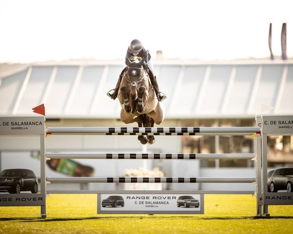 Springpferd Bella PS (Hannoveraner, 2014, von Messenger)