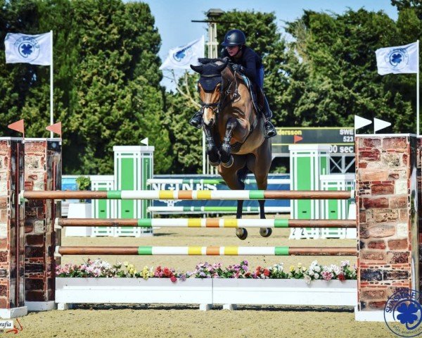 Broodmare Belinda (Westphalian, 2013, from Balou du Rouet)