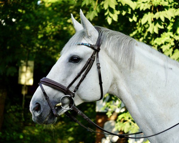 Jumper Donnereux (Hanoverian, 2013, from Birkhofs Denario)