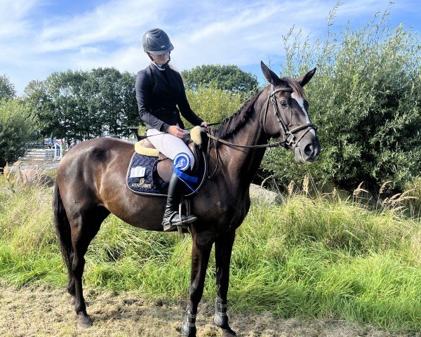 Fattrice Divina Z (Zangersheide, 2020, di Dominator 2000 Z)