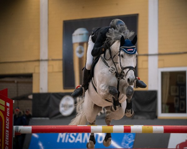 jumper Cuno 5 (Oldenburg show jumper, 2009, from Conello)
