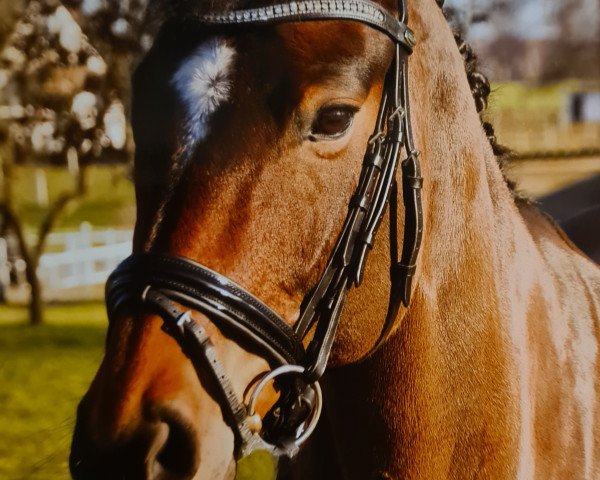 dressage horse Sacree Fleur 2 (Hanoverian, 2008, from Santino)