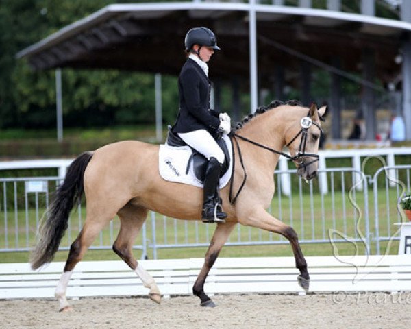 broodmare Winova (German Riding Pony, 2013, from Heidbergs Nancho Nova)