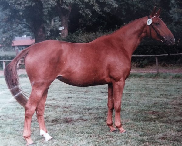 broodmare Contessa (Westphalian, 1984, from Calvados)
