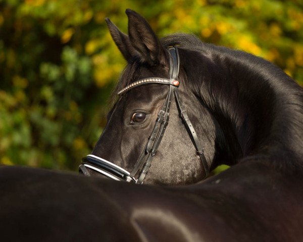 broodmare Dark Rose 2 (Hanoverian, 2010, from Desperados FRH)