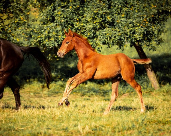 Pferd Escarados DRH (Österreichisches Warmblut, 2020, von Escamillo)