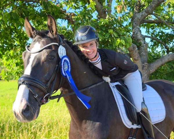 Díjlovagló ló First Dance 12 (Hannoveri, 2019, Feladó: Fürst Belissaro)