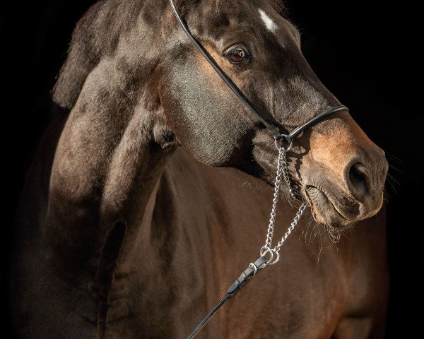 Pferd Quitello (Österreichisches Warmblut, 2008, von Quite Easy I)