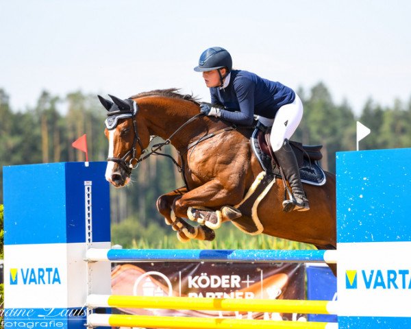 broodmare Erna 57 (Holsteiner, 2012, from Casall Ask)