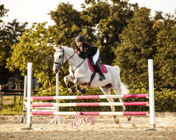jumper Bono 8 (Holsteiner, 2005, from Bazar ShA)